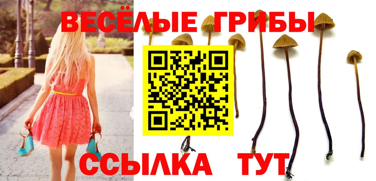 Сертолово  Псилоцибиновые грибы ЛСД  Псилоцибиновые грибы MAGIC MUSHROOMS  что такое наркотик  Вход с VPN 